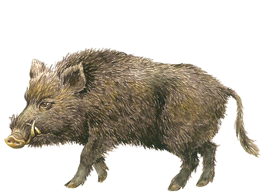 Boar Png Image (olive, white)