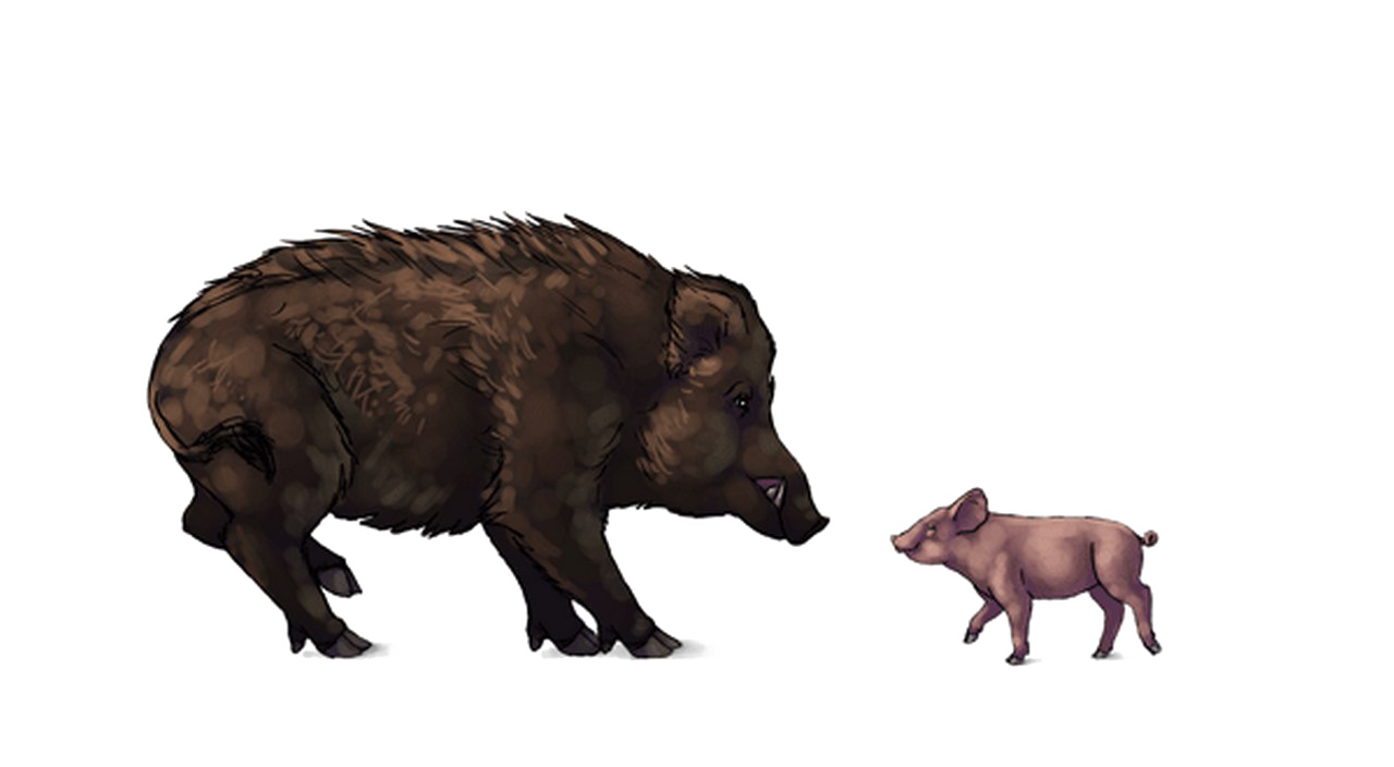 Boar Png Images Hd (black, maroon, white)