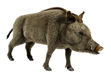 Boar Png Isolated File (maroon, black, gray, olive)