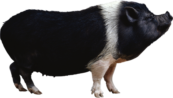 Boar Png Isolated Hd Pictures (black)