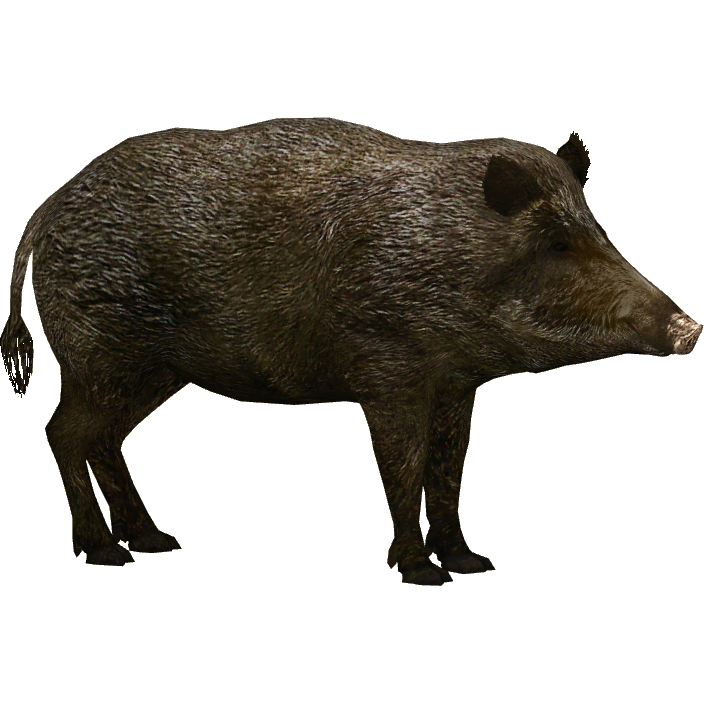 Boar Png Photo (black, white)