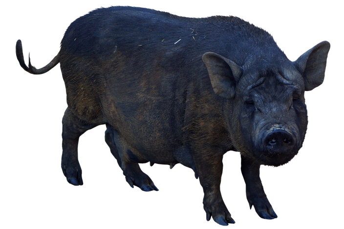 Boar Png Pic (black)