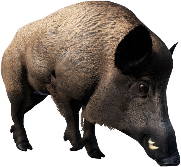 Boar (black)