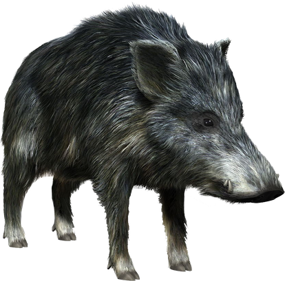 Boar Transparent Images Png (black)