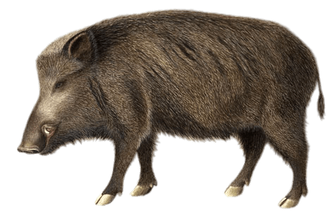 Boar Wild No Background (olive, gray)