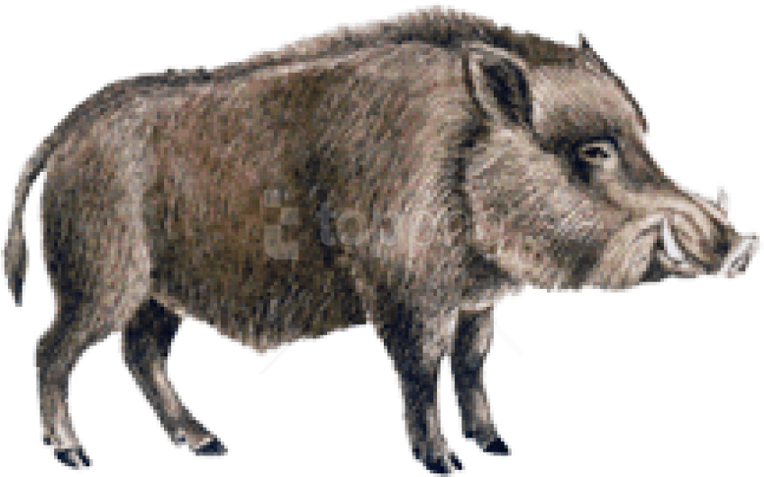 Boar Wild Png Clipart (black)