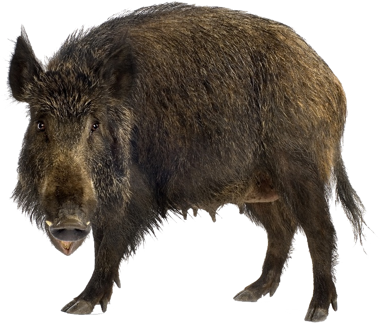 Boar Wild Png File (black, white)