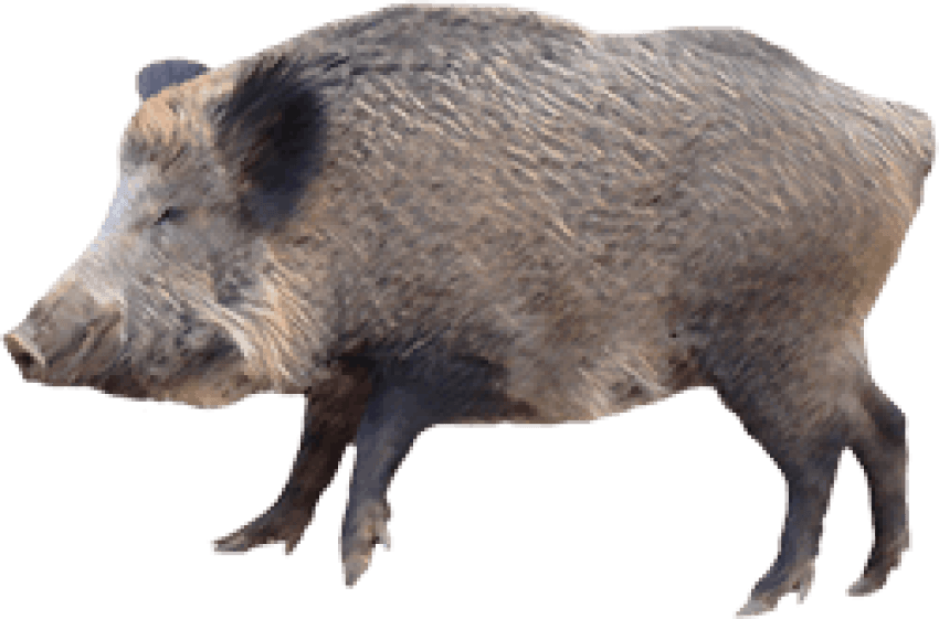 Boar Wild Png Image Hd (gray)