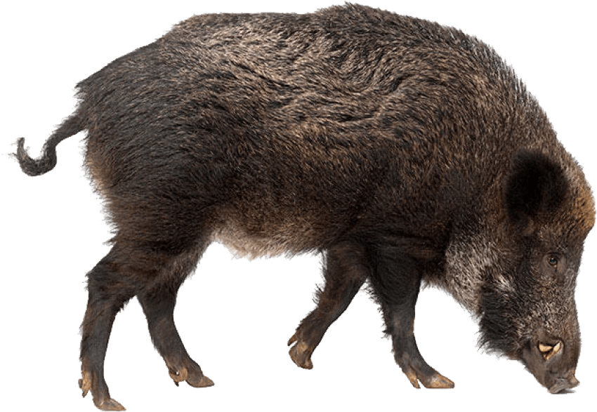 Boar Wild Png Images (gray)