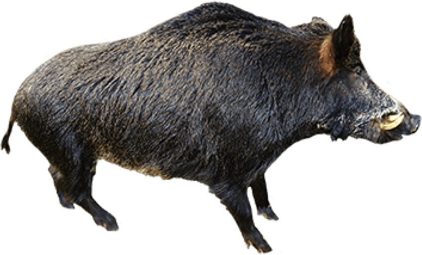 Boar Wild Png Photos (black)