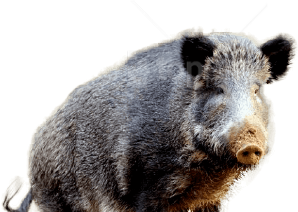 Boar Wild Png Picture (black, gray)