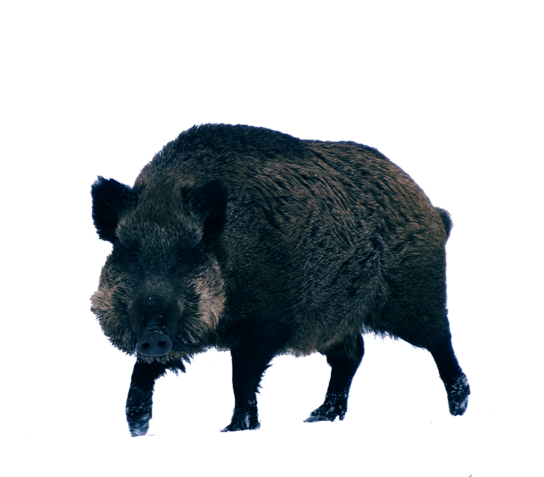 Boar Wild (black)