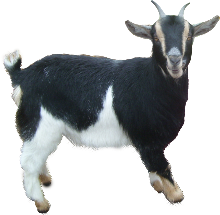 Goat Png Free Download (black)