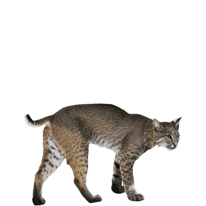 Bobcats Png Picture (black, gray, olive)