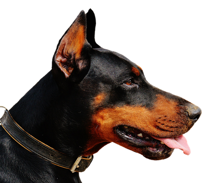 Doberman Png File (black)