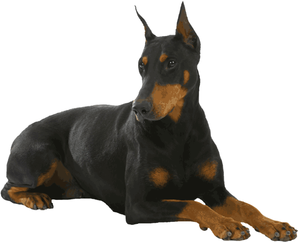 Doberman Png Free Download (black)