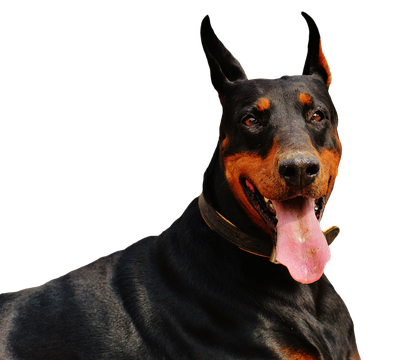 Doberman Png Hd (black)