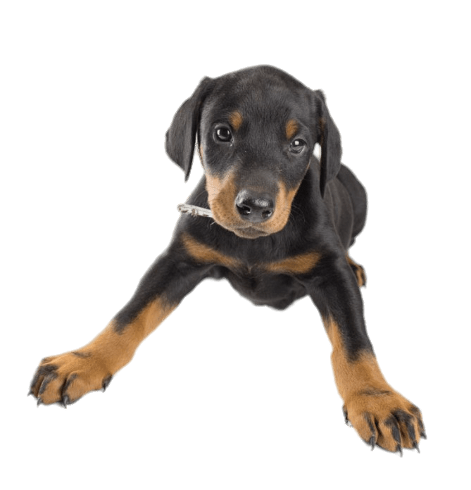 Doberman Png Image (gray)