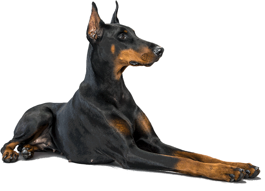 Doberman Png Isolated File (black)