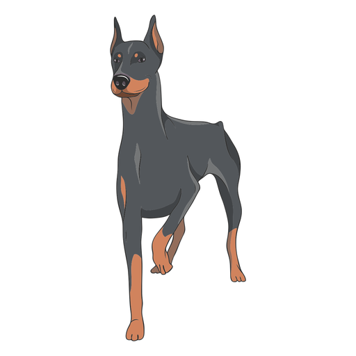 Doberman Png Isolated Hd (salmon, black, gray, indigo)