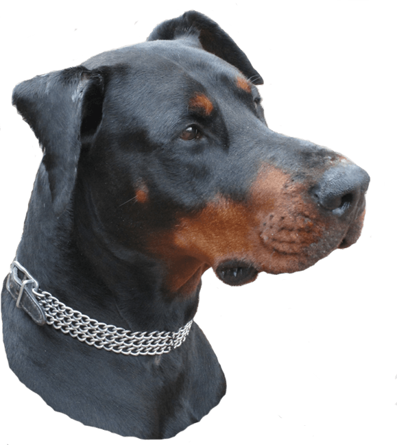 Doberman Png Isolated Image (black, gray)