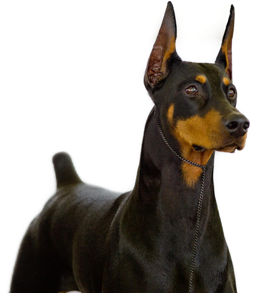 Doberman Png Photo (black, white)