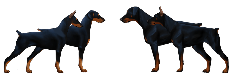 Doberman Png Photos (gray)