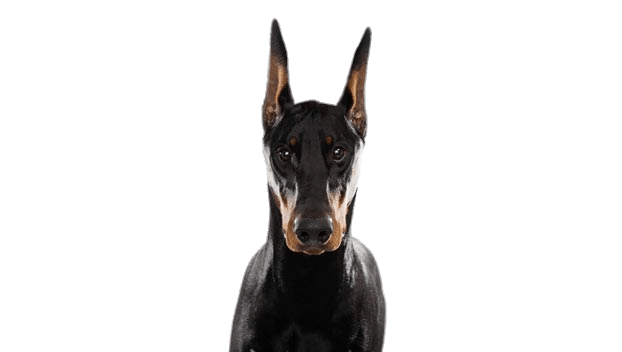 Doberman Png Pic (black, gray)