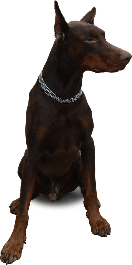 Doberman Png (black)