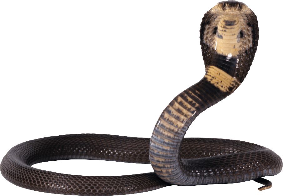 Cobra Png File (black)