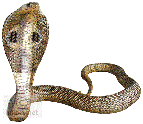 Cobra Png Free Download (white)