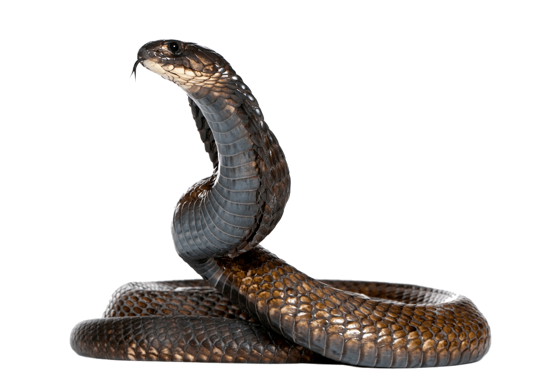 Cobra Png Hd Isolated (gray, black)