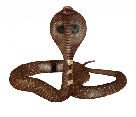 Cobra Png Isolated Hd (black, maroon)