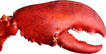 Lobster Png File (maroon, chocolate, black)