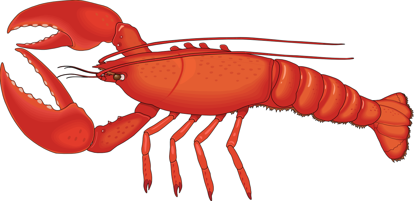 Lobster Png Hd (white, chocolate)