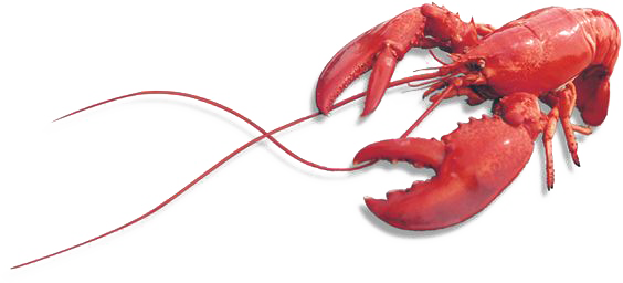 Lobster Png Image (white)