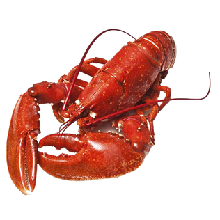 Lobster Png Photos (gray, black)