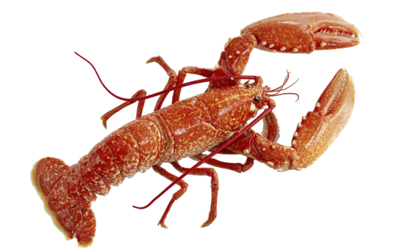 Lobster Png Pic (black)