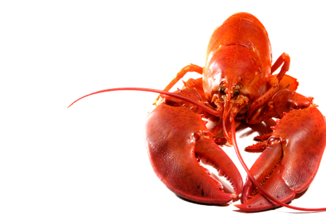 Lobster Png Transparent Image (chocolate, black)