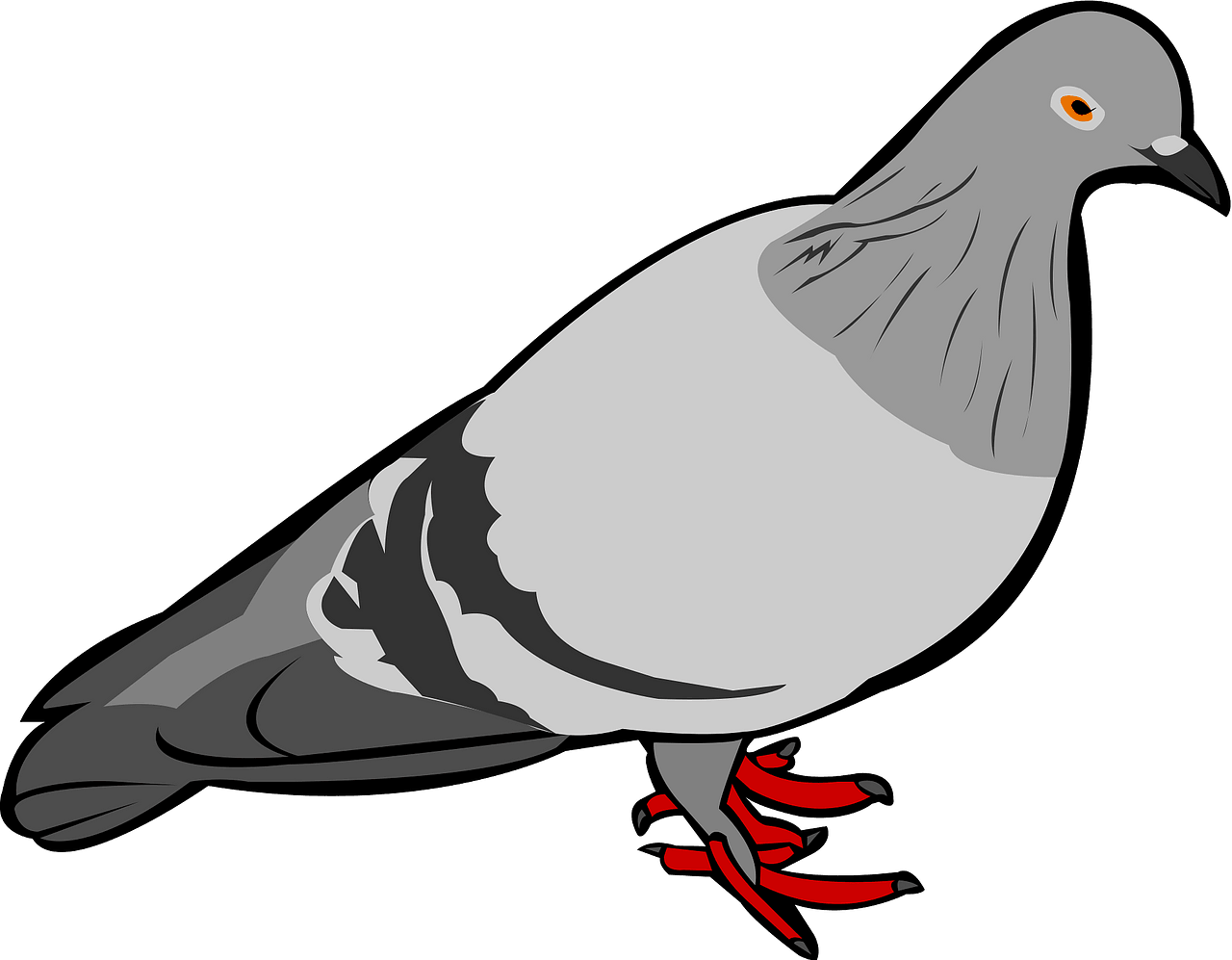 Rock Dove Download Png Image (gray, silver, black)
