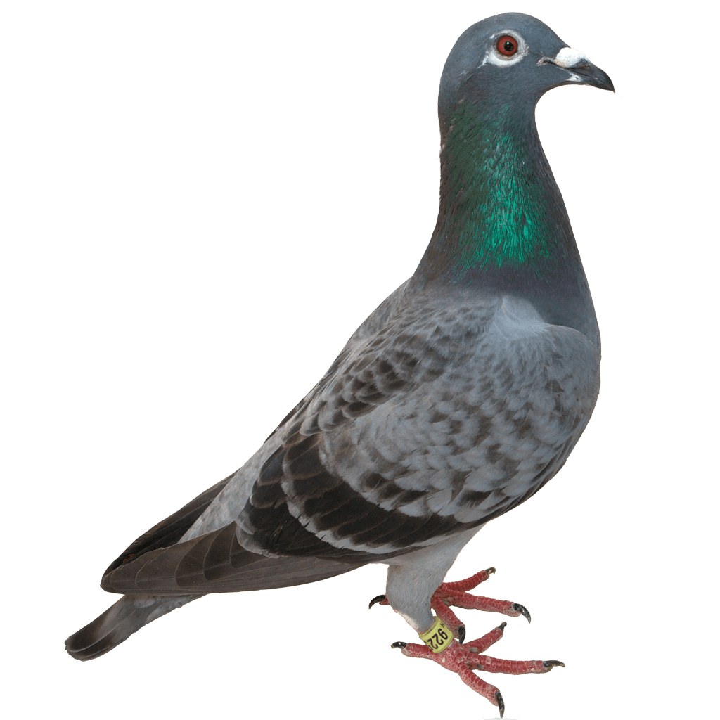 Rock Dove Png Clipart (indigo, black)