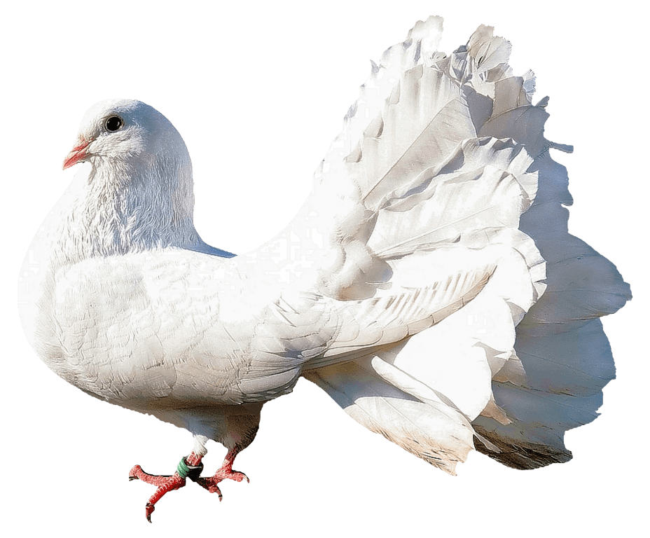 Rock Dove Png Hd Isolated (gray, white)