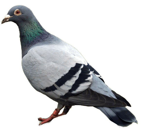 Rock Dove Png Hd (silver, black)