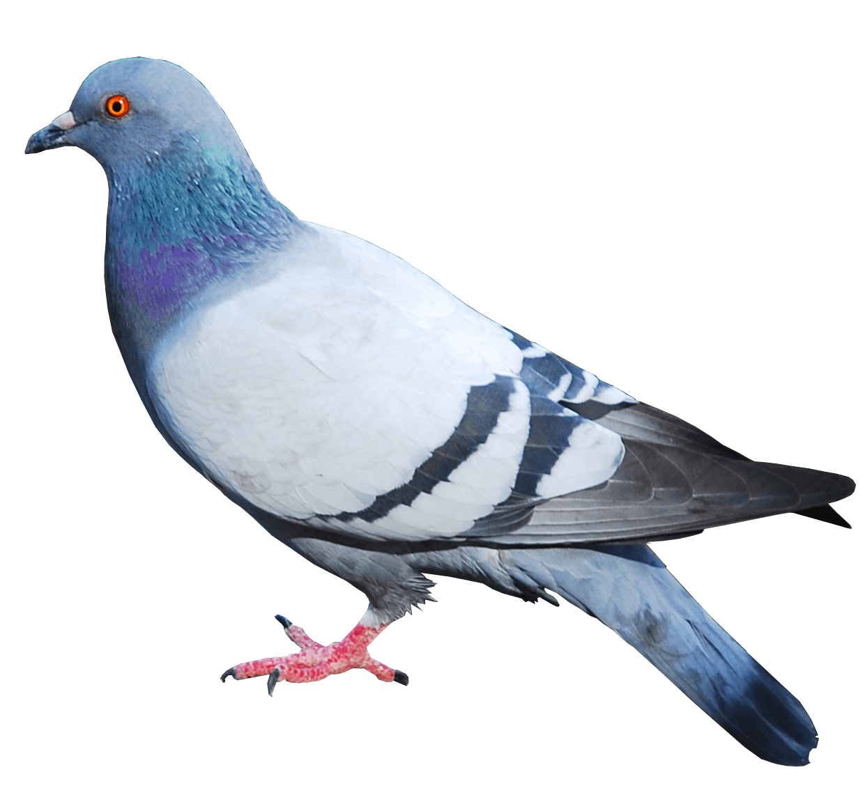 Rock Dove Png Image (lavender, silver, black)