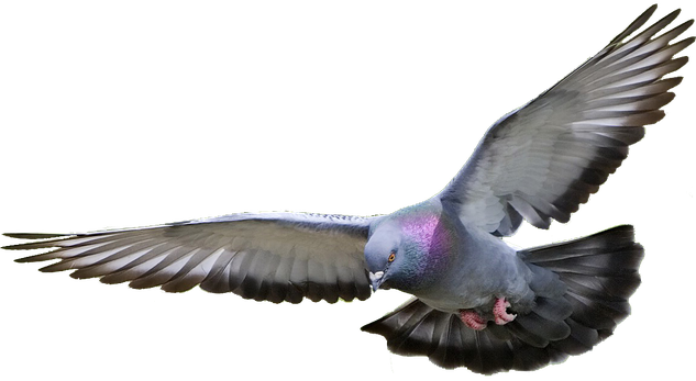 Rock Dove Png Isolated File (black)