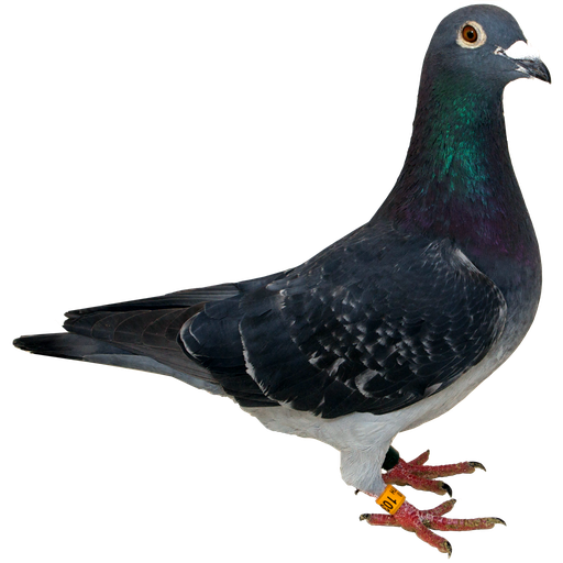 Rock Dove Png Isolated Photo (black, white)