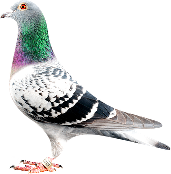 Rock Dove Png Isolated Pic (black, white)