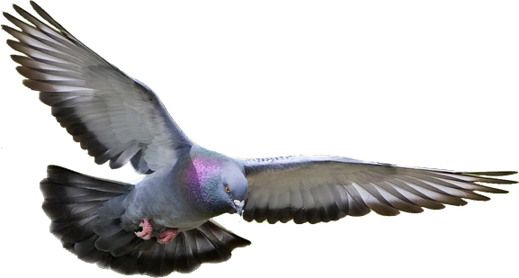 Rock Dove Png Transparent (gray, black)