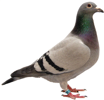 Rock Dove Transparent Png (gray, black)