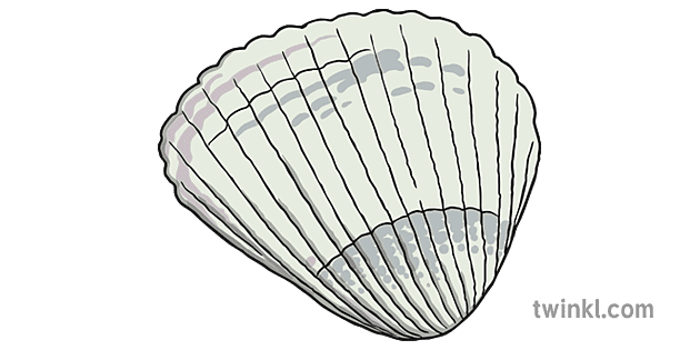 Cockle Png File (gray, beige)